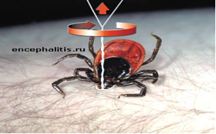 Клещ